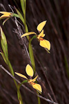 Diuris emarginata