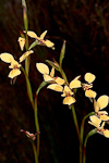 Diuris emarginata