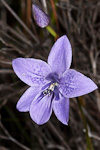 Epiblema grandiflorum subsp. grandiflorum