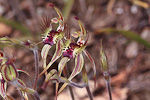 Caladenia corynephora