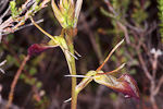 Cryptostylis ovata