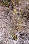 Cryptostylis ovata