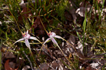 Caladenia serotina
