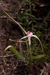 Caladenia serotina