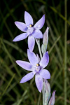 Thelymitra paludosa