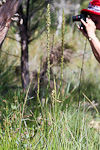 Prasophyllum regium