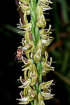 Prasophyllum regium