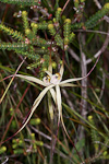 Caladenia ultima