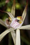 Caladenia ultima
