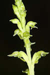 Microtis familiaris