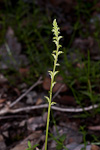 Microtis familiaris