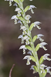 Microtis alba