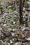 Microtis alba