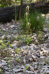 Caladenia pholcoidea subsp. pholcoidea