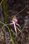 Caladenia radiata x serotina