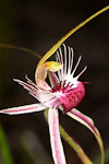 Caladenia radiata x serotina