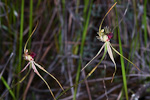 Caladenia radiata