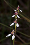 Eriochilus valens