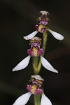 Eriochilus valens