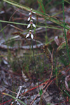 Eriochilus valens