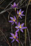 Thelymitra apiculata
