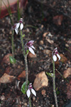 Eriochilus scaber subsp. scaber
