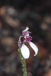 Eriochilus scaber subsp. scaber
