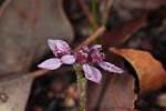 Eriochilus scaber subsp. scaber