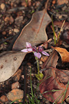 Eriochilus scaber subsp. scaber