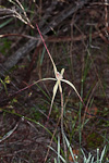 Caladenia elegans