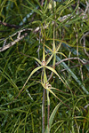 Caladenia elegans