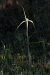 Caladenia elegans