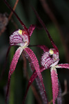Caladenia sp. 'Northampton'