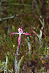 Caladenia sp. 'Northampton'
