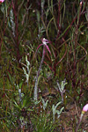 Caladenia sp. 'Northampton'