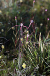 Caladenia sp. 'Northampton'