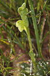 Pterostylis sp.'Northampton'