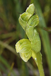 Pterostylis sp.'Northampton'