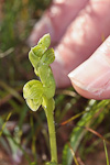 Pterostylis sp.'Northampton'