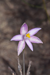 Thelymitra maculata ms.