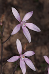 Caladenia reptans subsp. impensa