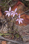 Caladenia reptans subsp. impensa