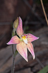 Caladenia flava subsp. maculata x reptans subsp. i