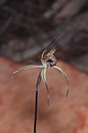 Caladenia wanosa