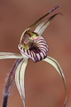 Caladenia wanosa
