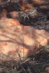 Caladenia wanosa