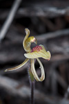Caladenia pachychila