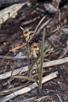 Caladenia pachychila