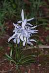 Cyanicula deformis