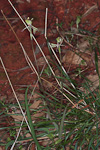 Caladenia roei northern form